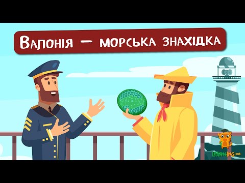 🍀 Дива природи. Явища навколо нас. Водорість Валонія пузата🌏