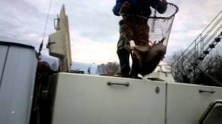 Платная рыбалка на серебряной чаше в подмосковье