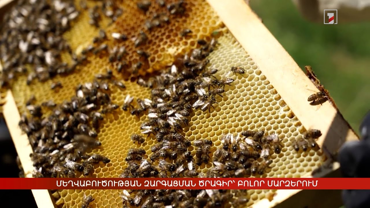 Մեղվաբուծության զարգացման ծրագիր՝ բոլոր մարզերում