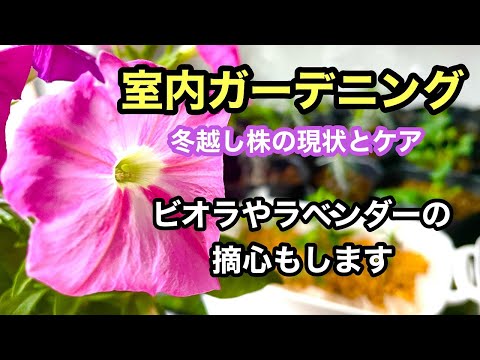 キョウチクトウを霜から守る方法は？冬を乗り切るための 4 つの簡単なアクション  庭園