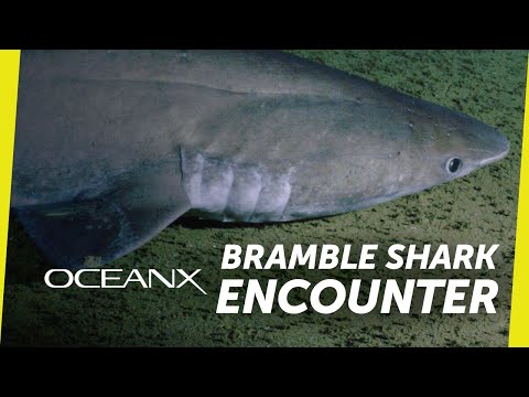 Rare Deep Sea Shark Checks Out Our Submersible | OceanX