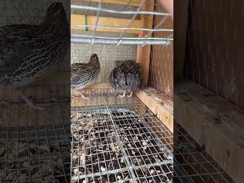 Quail laying an egg #quail #egg