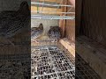 Quail Laying An Egg Quail Egg