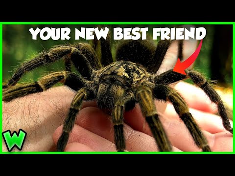This Spider Will CURE Your Arachnophobia - The Tarantula