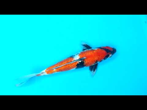 B 3251 06 GINRIN SHOWA 31CM MALE OGATA