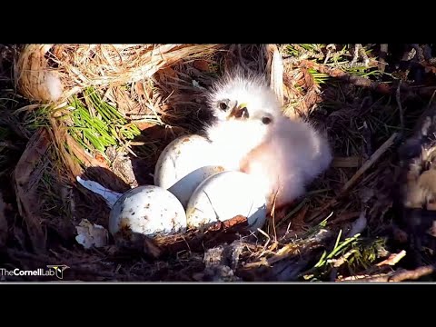 Cornell Hawks Cam ~ Welcome To The World L1 🐣 ♥♥ Chick Seen Fluffy After Late Night Hatch! 4.22.22