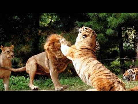 Siberian tiger fight with African lion，the male lion ran away