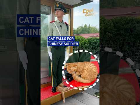 Cat falls for Chinese soldier #CoolChina