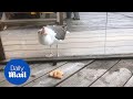 Confused Seagull Tries To Eat Pizza Through Glass At Bar In Sweden