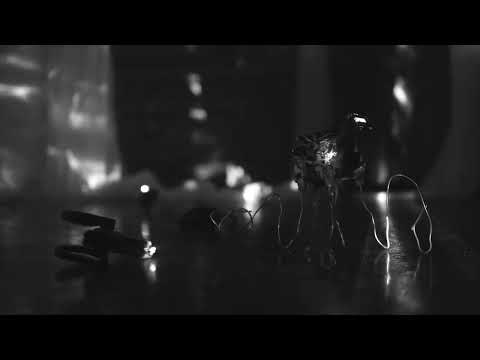 Insectario del Desvio - Casa Belgrado (2024)