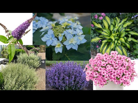 🌿 Meet the Plants of the Year 🌺