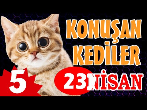 Konuşan Kediler 5 - 23 Nisan Özel - Komik Kedi Videoları