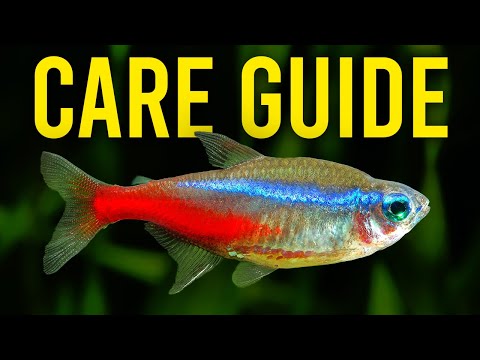 Neónka červená (Paracheirodon innesi) — Aquarium Co-op care guide