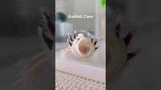 Download lagu Axolotl Core #animalshorts #cuteanimals #axolotl #axolotls #axolotlpet #axolotllove mp3 Download lagu Axolotl Core #animalshorts #cuteanimals #axolotl #axolotls #axolotlpet #axolotllove mp3