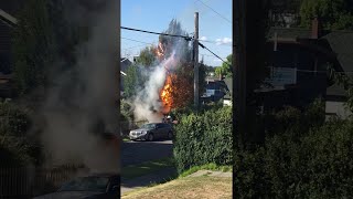 videos de risa el árbol creció demasiado