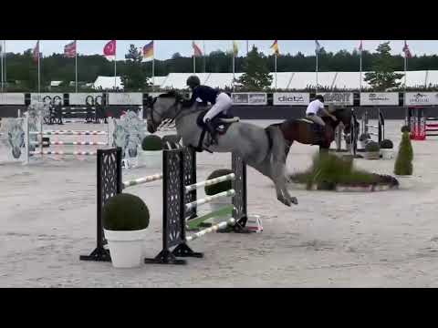 "Calderon" - Wallach v.  Checkter - Lord Pezi, geb. 2017