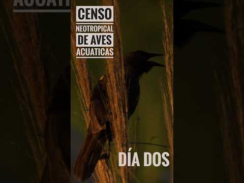 Censo Neotropical de Aves Acuáticas día dos -  Salinas de VM y Juan Jorba.  #aves #birdwatching