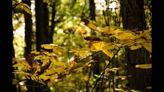 Glen Hansard The Storm, It&#39;s Coming