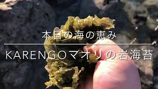 ニュージーランド半自給自足生活 マオリの岩のりKARENGOを収穫して、ご飯のお供『ご飯ですよ〜』を作る!
