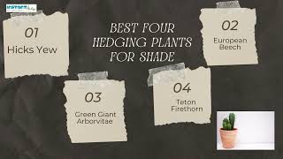 Best Four Hedging Plants For Shade