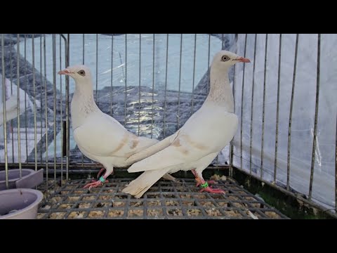 TARG gołębie pigeons  RADOM Andrzej W. 29 .01.2026 r💥Gołębie jasne i wyszwance Andrzeja Radom💥