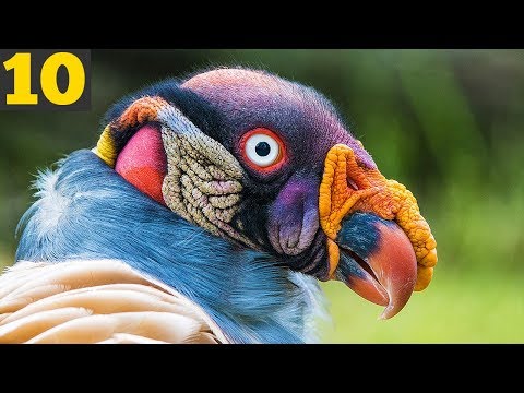 10 UNIQUE and STRANGE Birds