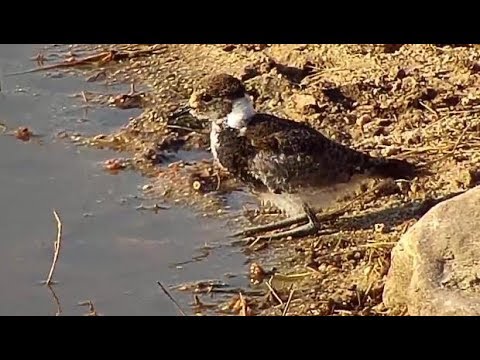 Djuma: Blacksmith Lapwing chick gets bath and some wingercizing in - 15:34 - 07/31/19