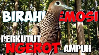 Download lagu Merangsang PERKUTUT birahi dan emosi dengan SUARA KEROT sangat manjur mp3 Download lagu Merangsang PERKUTUT birahi dan emosi dengan SUARA KEROT sangat manjur mp3