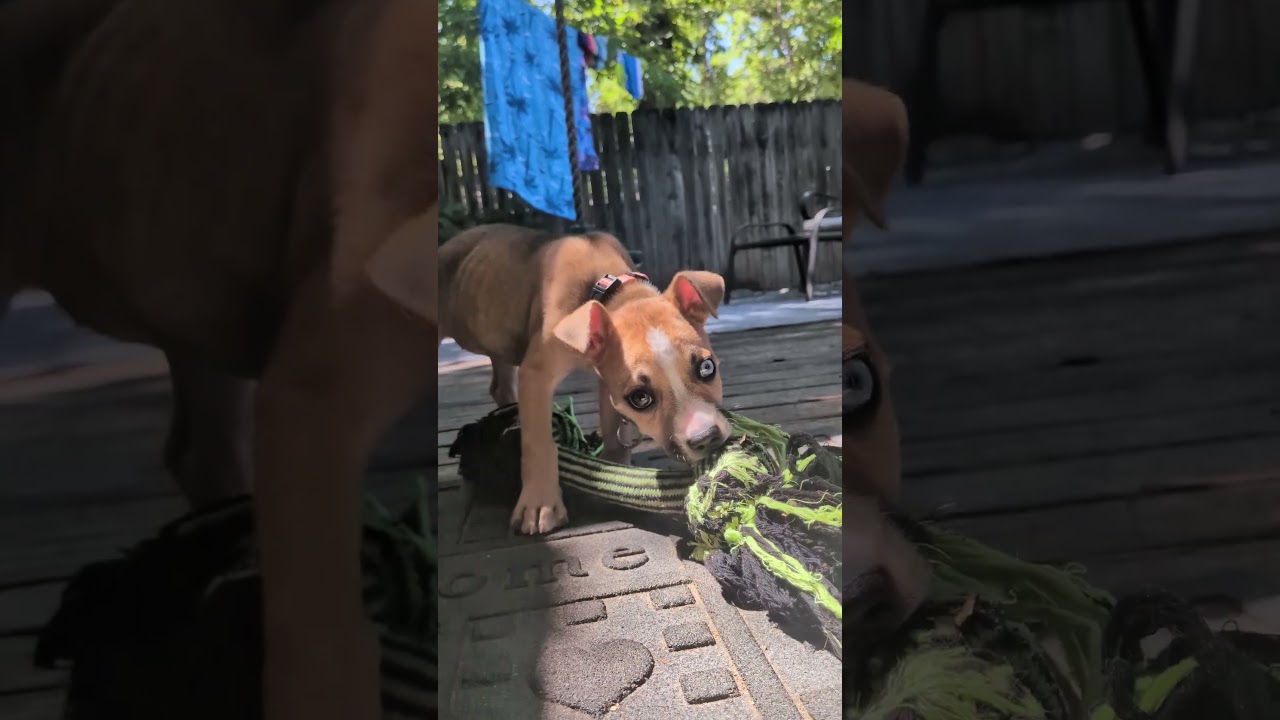 Camilla, a ADOPTABLE mixed breed in Fort Collins, CO video 5/6