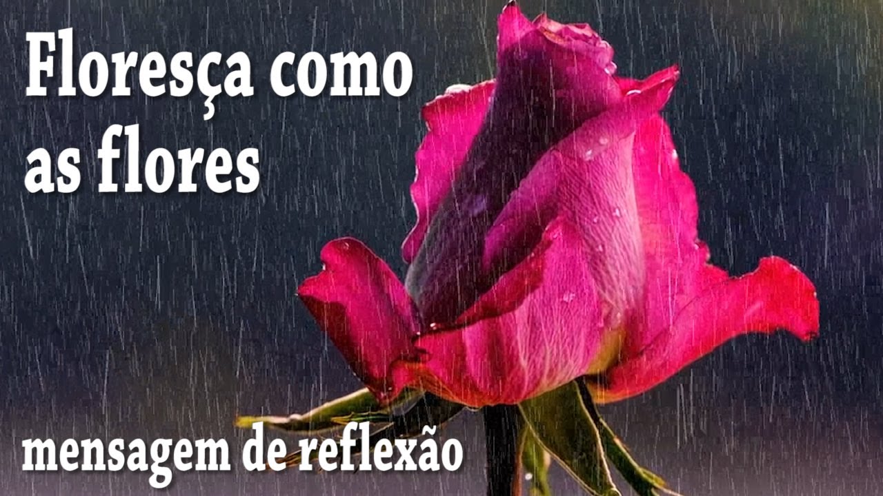 Mensagem de reflexão I Floresça como as Flores
