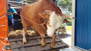 Download lagu SAPI RAKSASA TURUN DARI TRUK OLENG BOIS ‼️ mp3