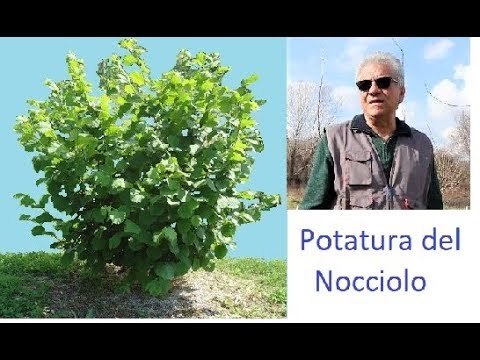 Trattamento del cancro alla prostata o di un intervento chirurgico Piaciuto? Prostata