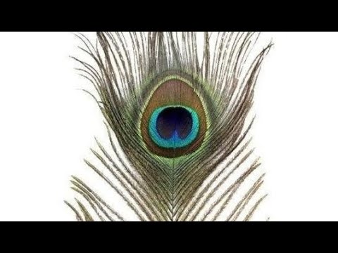 La plume de paons chasse les énergies négatives