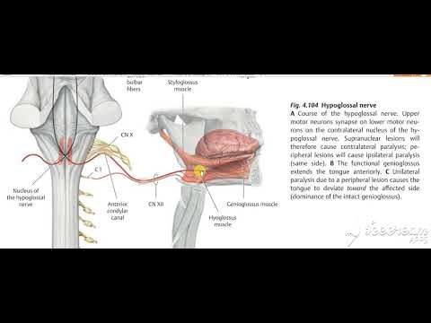 Glossopharyngeal intro 1