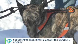 Мороз, сонце та щасливі собаки: у Харкові відбулися змагання з їздового спорту Winter Dog Fest