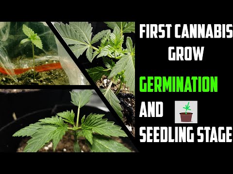 First Time Grower GERMINATION and SEEDLING STAGE (Weeks 1-3)