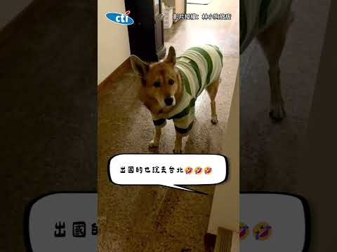 想帶汪回房睡覺...姐騙「全家都去台北了」　牠擠委屈八字眉：我要等媽咪回來 #shorts