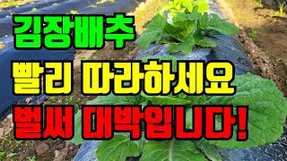 김장배추 김장무 벌써 대박입니다. 저희처럼 배추키우면 올해 김장도 대박