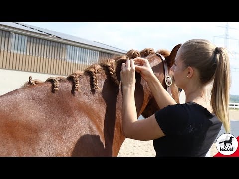 5-star braided grip from leovet - for thick manes (Audio in German)