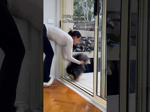 POV: you own a Pomeranian 🫣 #dog #pomeranian