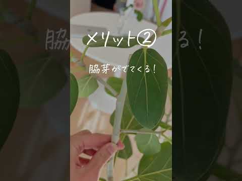 翡翠の木の気根？あなたの植物はあなたに何を伝えようとしているのでしょうか？  庭園