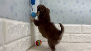 チワワ（ロング）の動画01