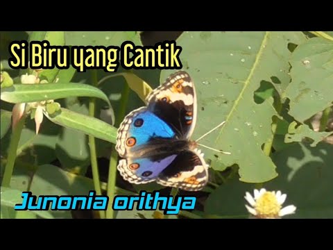 Kupu Kupu Biru | Junonia orithya