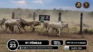 Vídeo LOTE 23
