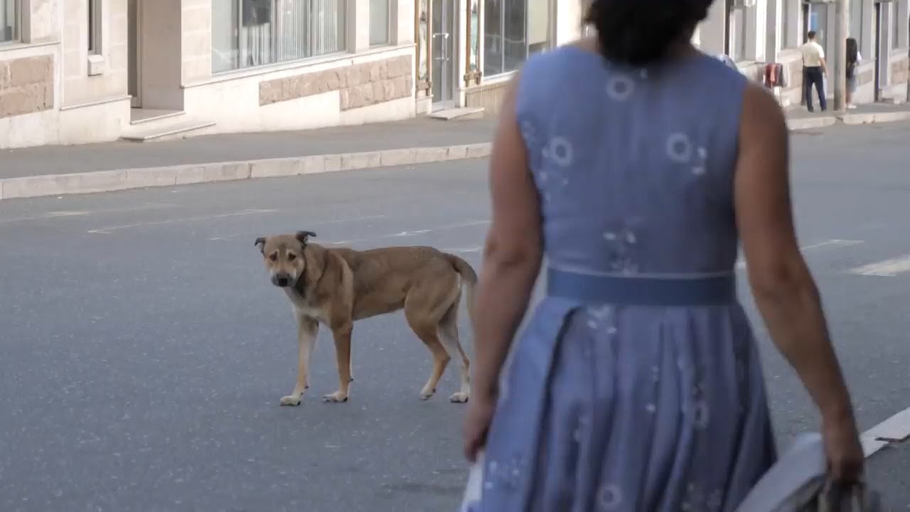 Արցախում սոված շները հետապնդում են անցորդներին, հարձակվում նրանց վրա