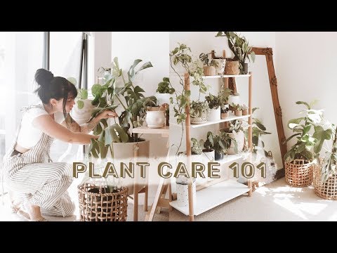download lagu mp3 mp4 How To Take Care Of Your Plants At Home, download lagu How To Take Care Of Your Plants At Home gratis, unduh video klip How To Take Care Of Your Plants At Home