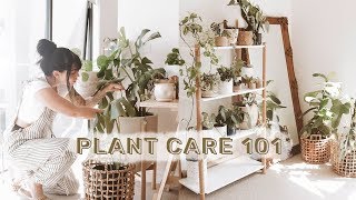 How To Care For Indoor Plants + GREENIFY YOUR SPACE