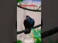Cocomelon Cokil Animals Funny Shorts Copypaste Supercell Dolphin Zoo