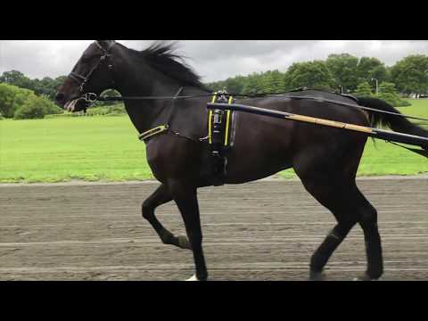 2018 Hambo Contenders -  Fourth Dimension, Evaluate
