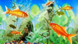 What's a Good Fish Tank for a Beginner? | Aquarium Care